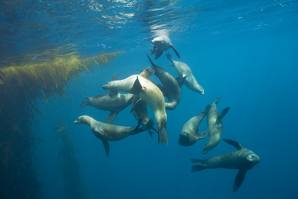 California Sea Lion, Zalophus californianus, San Benito Island, Mexico