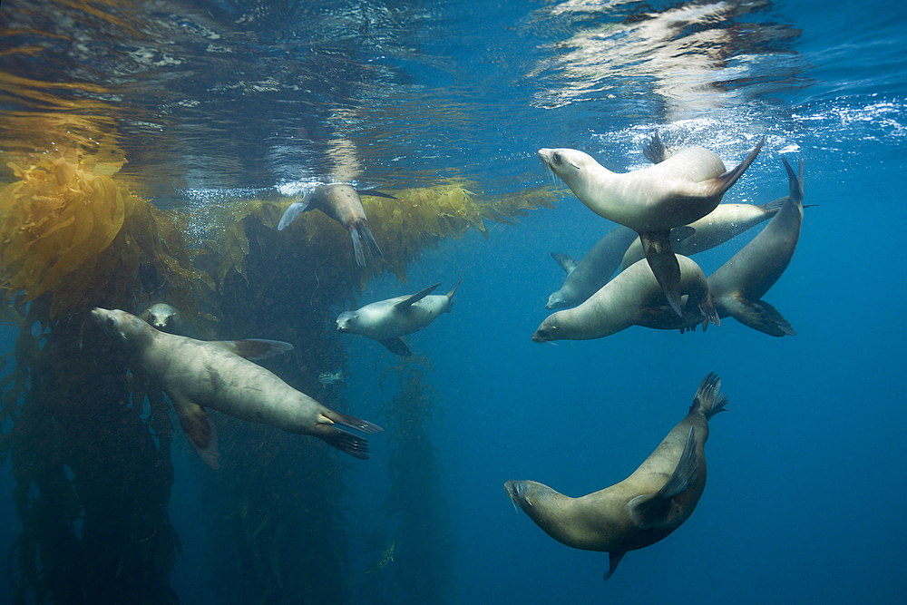 California Sea Lion, Zalophus californianus, San Benito Island, Mexico