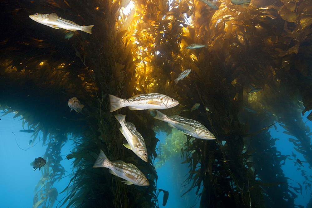 Kelp Bass in Kelp Forest, Paralabrax clathratus, San Benito Island, Mexico