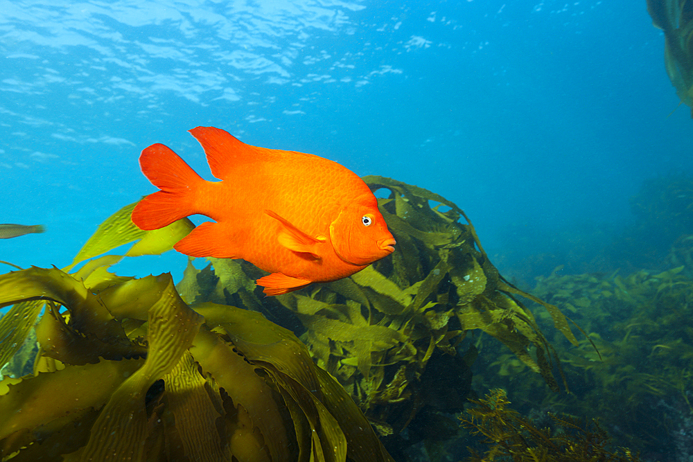 Garibaldi Fish in Kelp forest, Hypsypops rubicundus, San Benito Island, Mexico