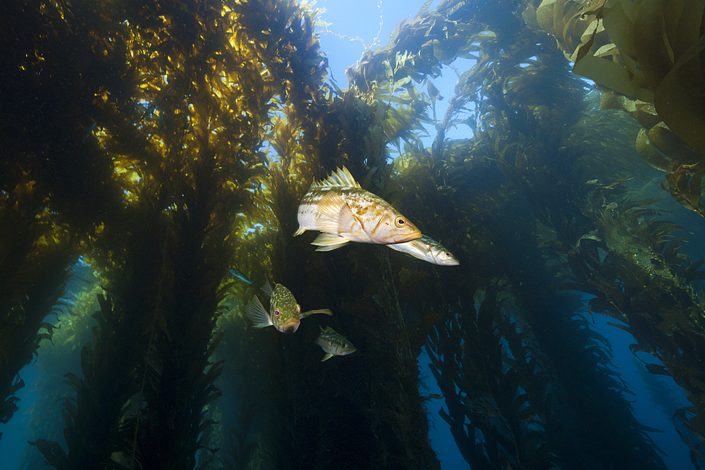 Kelp Bass in Kelp Forest, Paralabrax clathratus, San Benito Island, Mexico