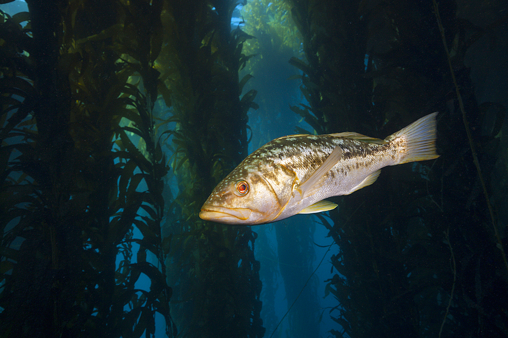 Kelp Bass in Kelp Forest, Paralabrax clathratus, San Benito Island, Mexico