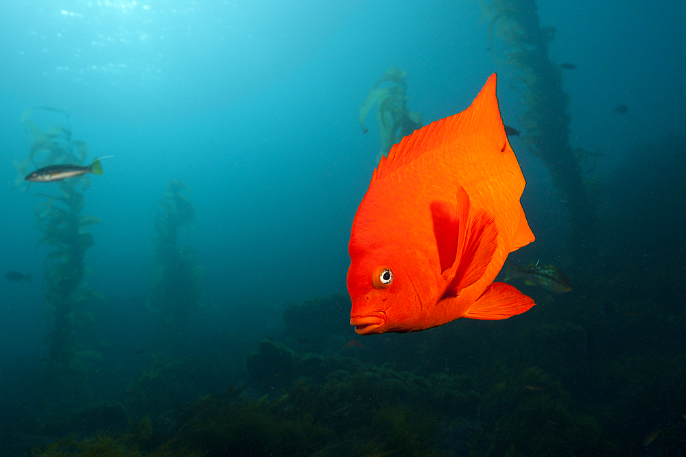 Garibaldi Fish, Hypsypops rubicundus, San Benito Island, Mexico