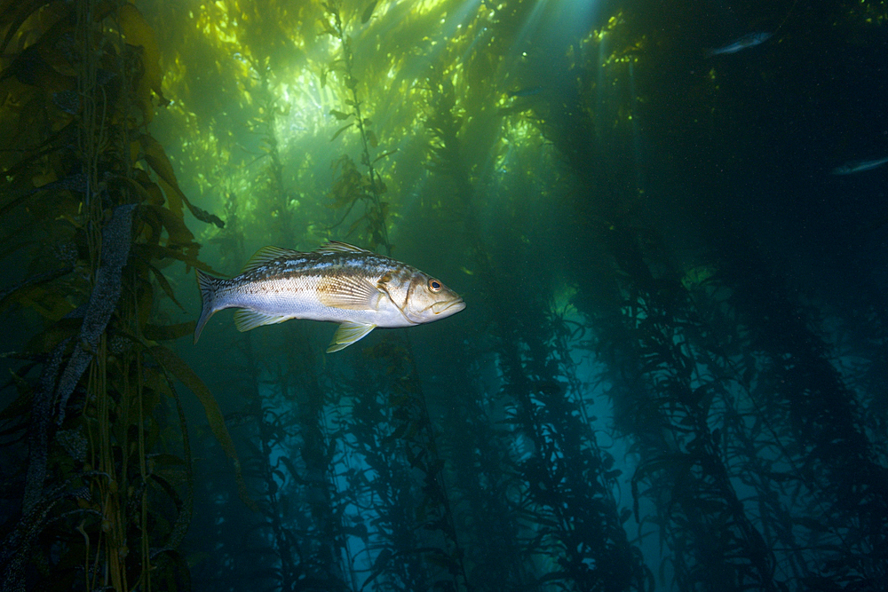 Kelp Bass in Kelp Forest, Paralabrax clathratus, Cedros Island, Mexico