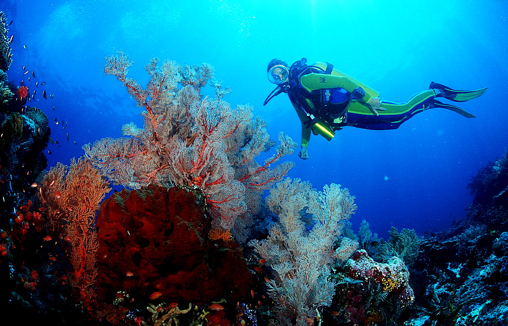 Scuba diver and coral reef, Indonesia, Indian Ocean, Komodo National Park