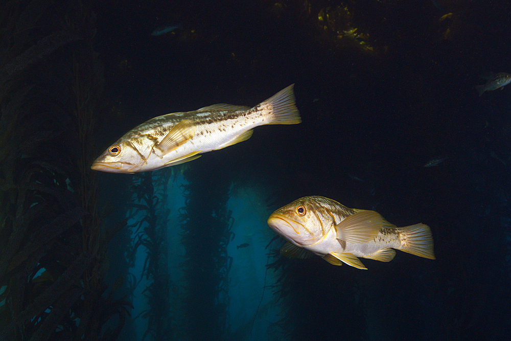 Kelp Bass in Kelp Forest, Paralabrax clathratus, Cedros Island, Mexico