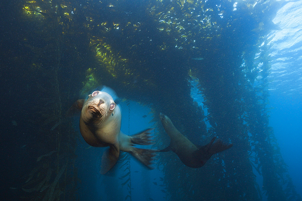 California Sea Lion, Zalophus californianus, Cedros Island, Mexico