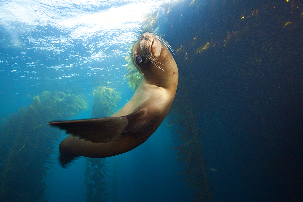 California Sea Lion, Zalophus californianus, Cedros Island, Mexico