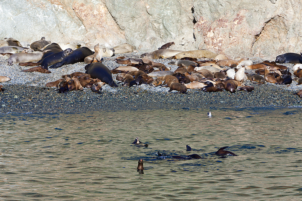 Colony of Sea Lion, Fur Seal and Elephant Seal, Zalophus californianus, Mirounga angustirostris, Arctocephalus townsendi, Cedros Island, Mexico