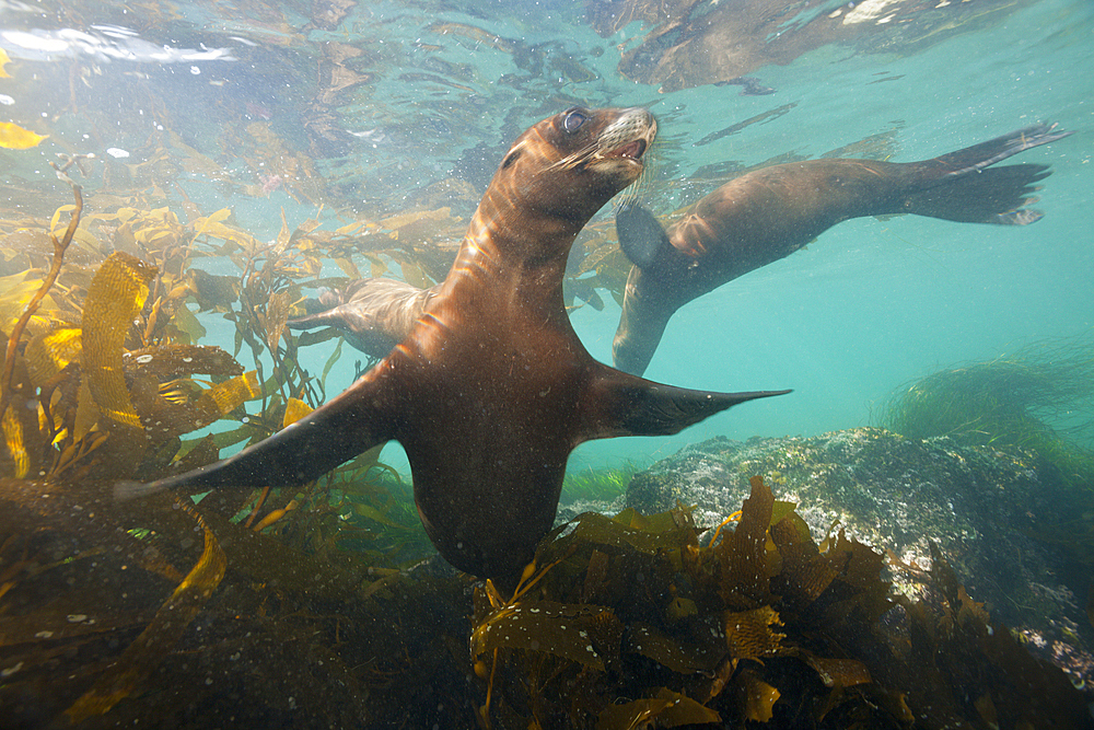 California Sea Lion, Zalophus californianus, Cedros Island, Mexico