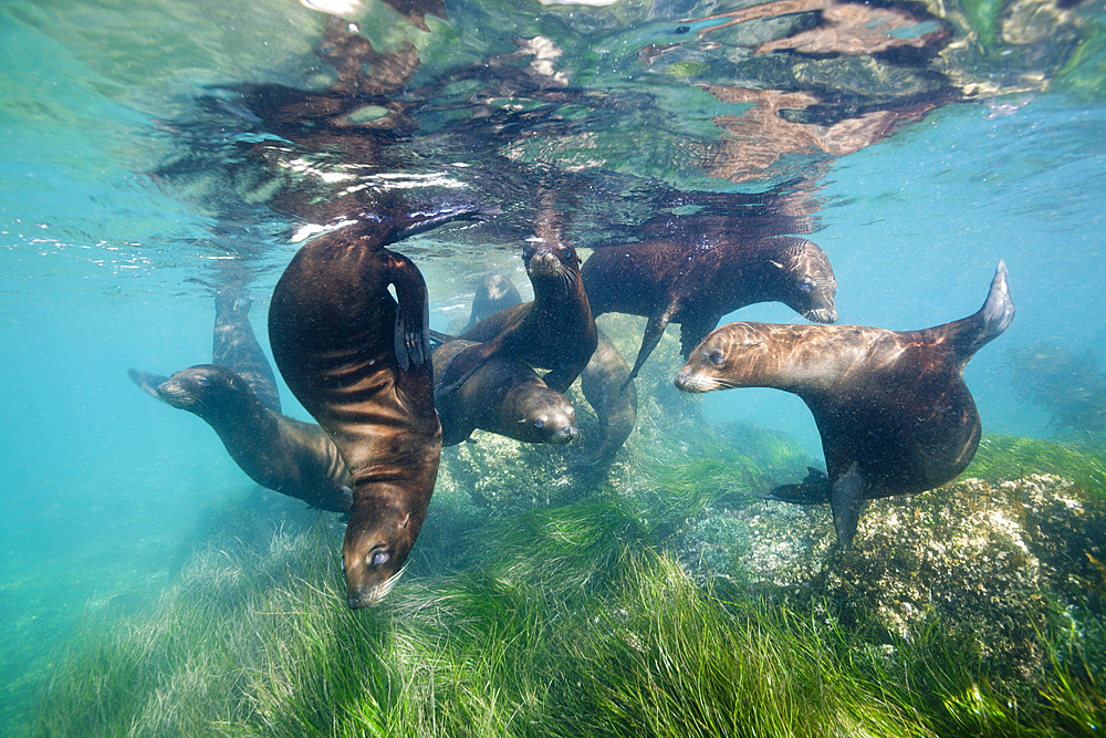 California Sea Lion, Zalophus californianus, Cedros Island, Mexico