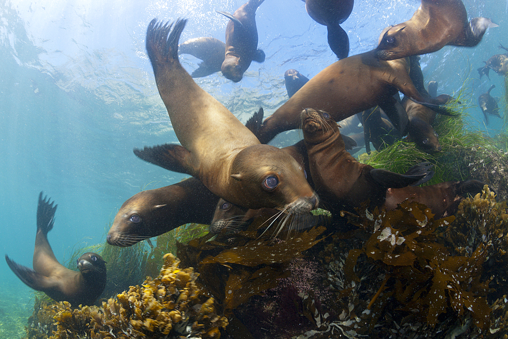 California Sea Lion, Zalophus californianus, Cedros Island, Mexico