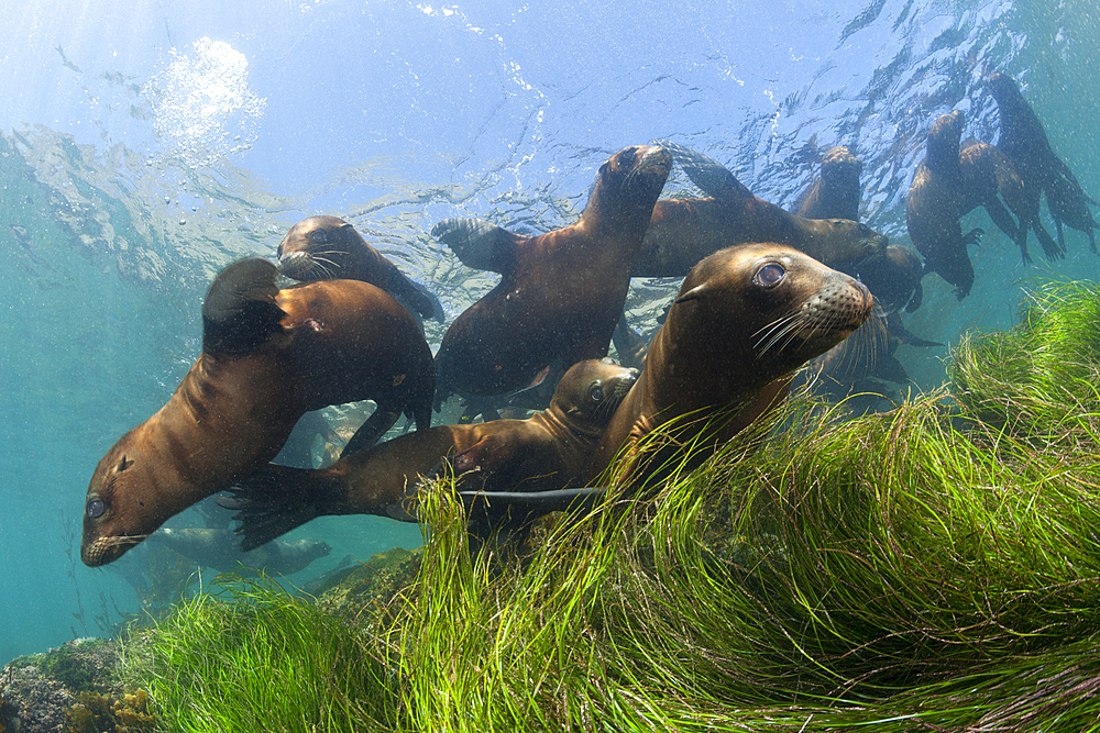 California Sea Lion, Zalophus californianus, Cedros Island, Mexico