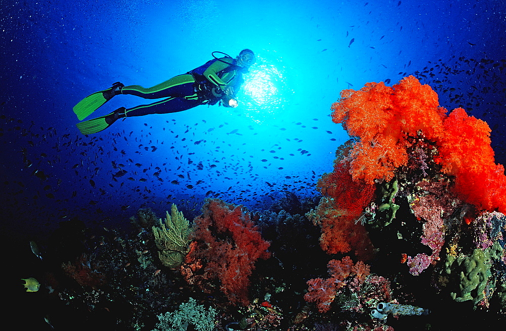 Scuba diver and coral reef, Indonesia, Indian Ocean, Komodo National Park