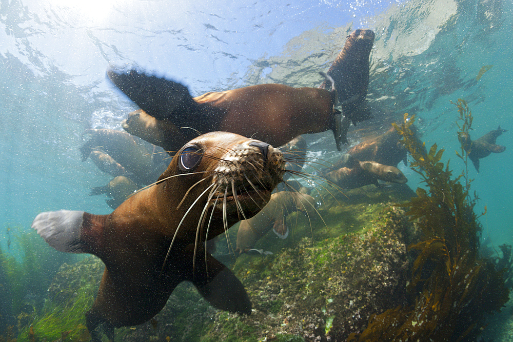 California Sea Lion, Zalophus californianus, Cedros Island, Mexico