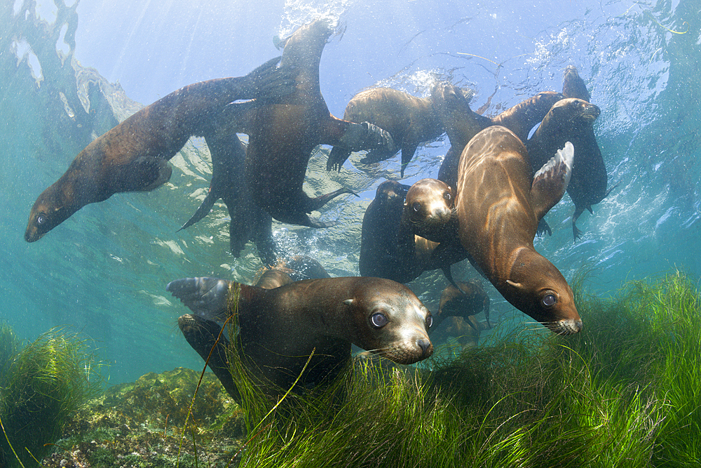 California Sea Lion, Zalophus californianus, Cedros Island, Mexico