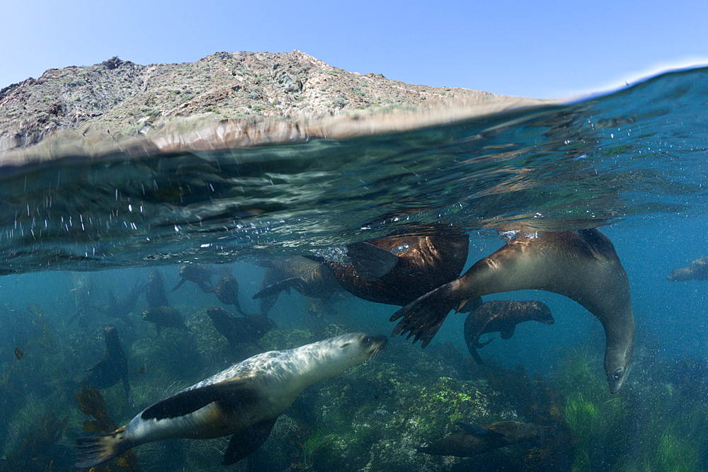 California Sea Lion, Zalophus californianus, Cedros Island, Mexico