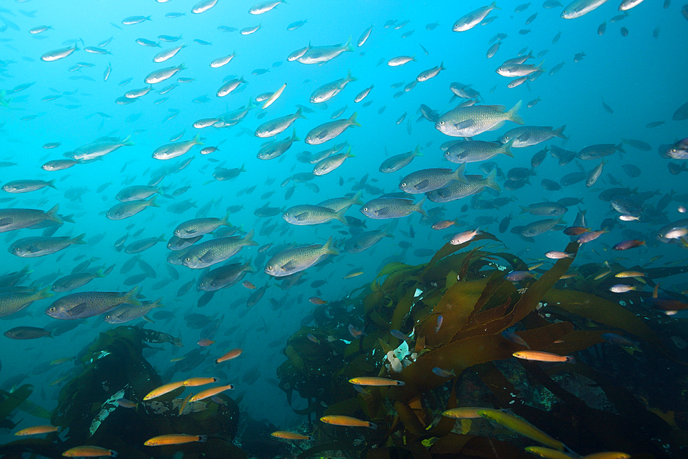 Shoal of Blacksmith Damselfish, Chromis punctipinnis, San Martin Island, Mexico