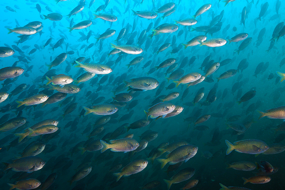 Shoal of Blacksmith Damselfish, Chromis punctipinnis, San Martin Island, Mexico