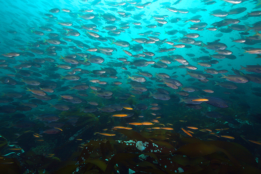 Shoal of Blacksmith Damselfish, Chromis punctipinnis, San Martin Island, Mexico