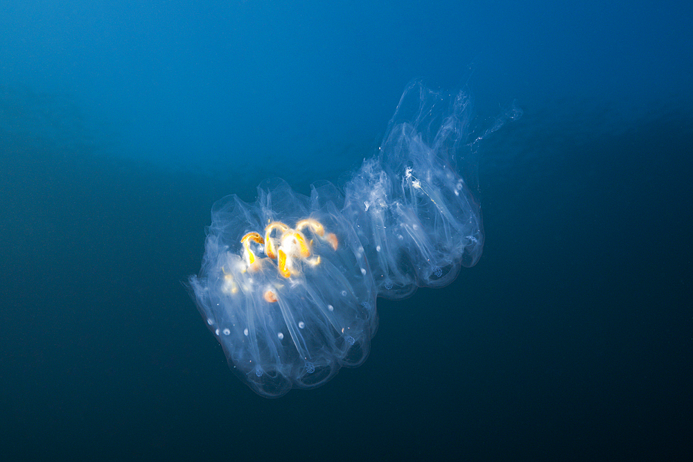 Salp Colony, Salpa sp., Guadalupe Island, Mexico