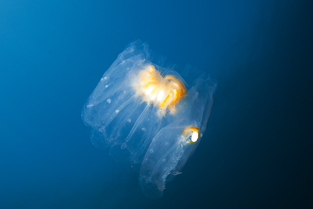 Salp Colony, Salpa sp., Guadalupe Island, Mexico