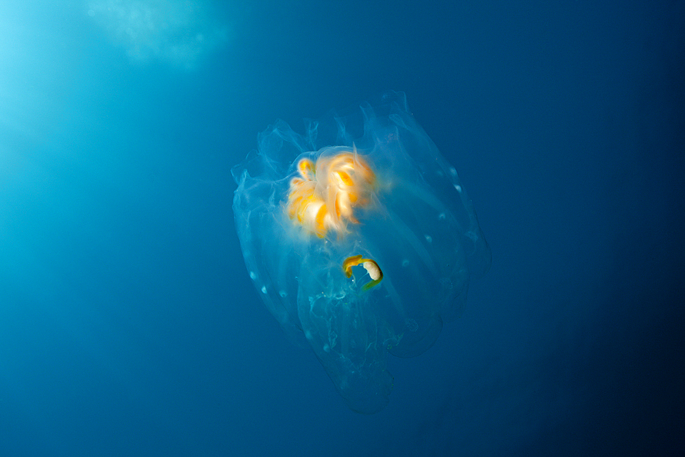 Salp Colony, Salpa sp., Guadalupe Island, Mexico