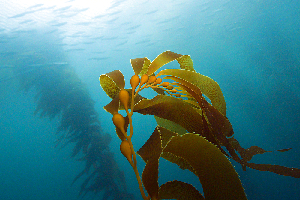 Kelp Forest Giant Kelp, Macrocystis pyrifera, San Benito Island, Mexico