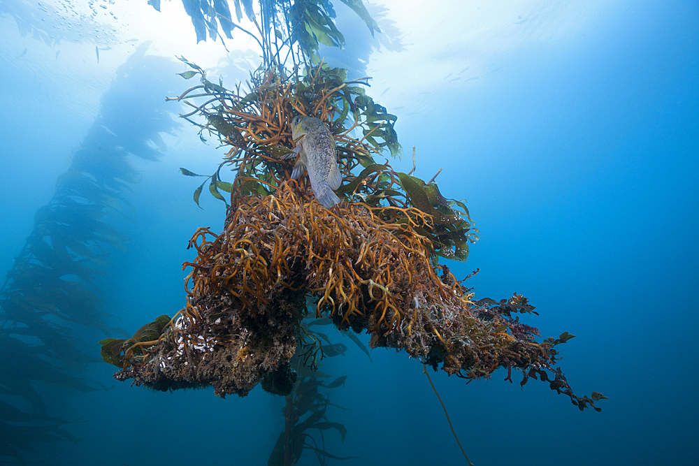 Roots of Giant Kelp, Macrocystis pyrifera, San Benito Island, Mexico