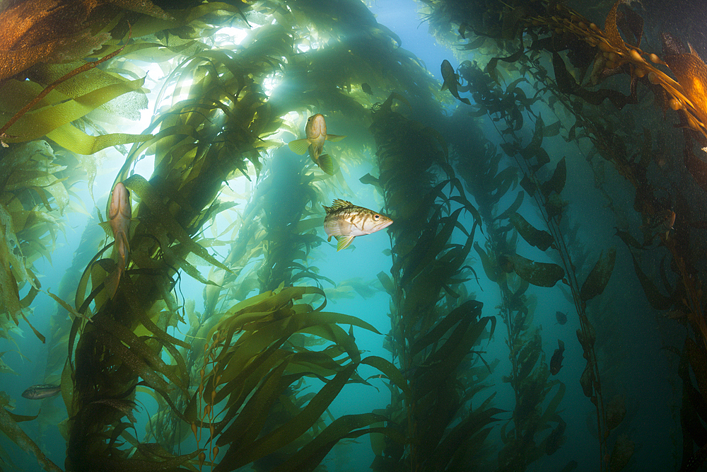 Kelp Bass in Kelp Forest, Paralabrax clathratus, San Benito Island, Mexico