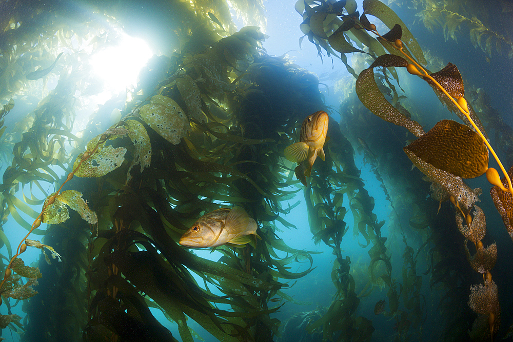 Kelp Bass in Kelp Forest, Paralabrax clathratus, San Benito Island, Mexico