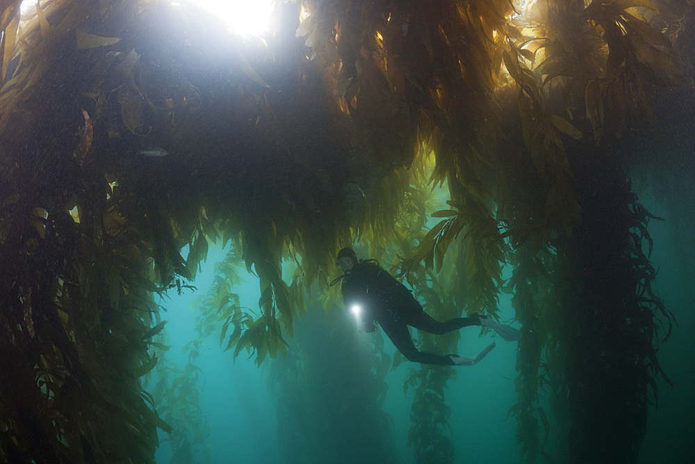 Scuba Diving in Kelp Forest, Macrocystis pyrifera, San Benito Island, Mexico