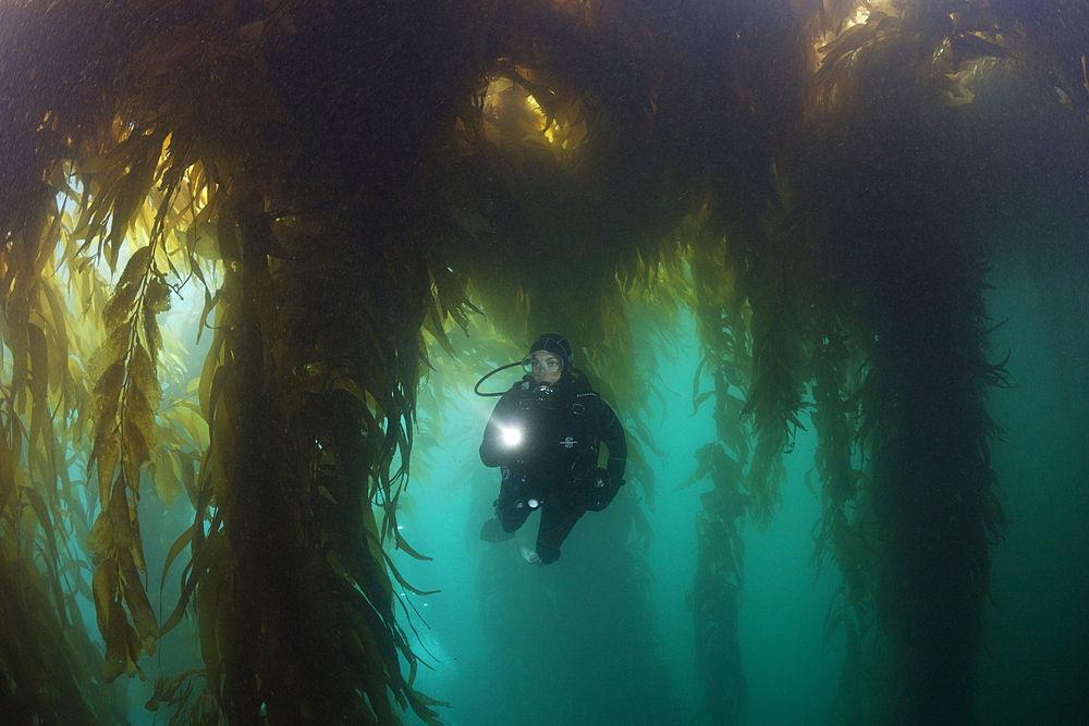 Scuba Diving in Kelp Forest, Macrocystis pyrifera, San Benito Island, Mexico