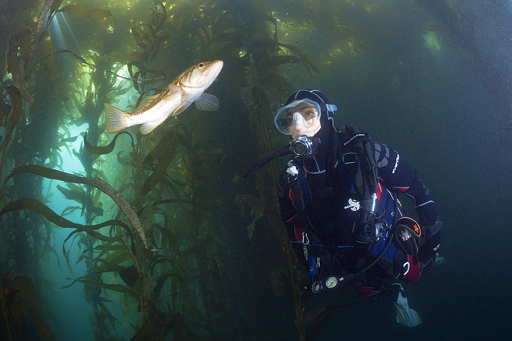 Scuba Diver and Kelp Bass, Paralabrax clathratus, San Benito Island, Mexico