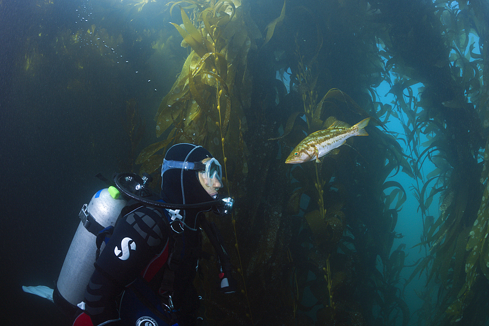 Scuba Diver and Kelp Bass, Paralabrax clathratus, San Benito Island, Mexico