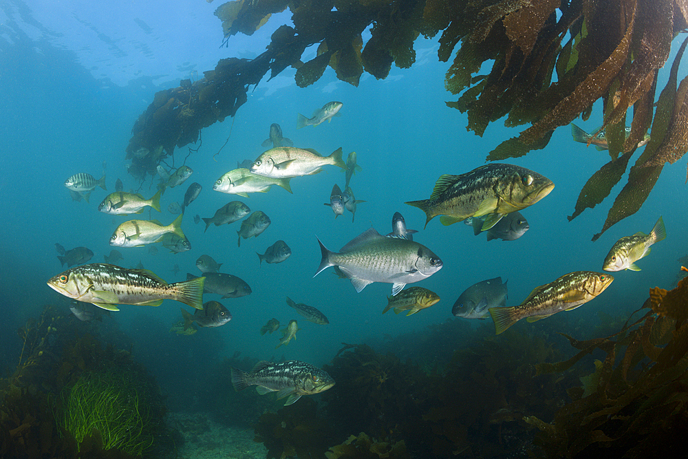 Kelp Bass in Kelp Forest, Paralabrax clathratus, San Benito Island, Mexico