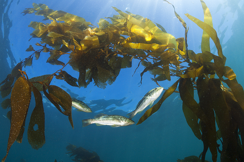 Kelp Bass in Kelp Forest, Paralabrax clathratus, San Benito Island, Mexico