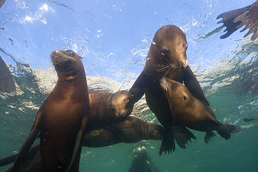 California Sea Lion, Zalophus californianus, San Benito Island, Mexico