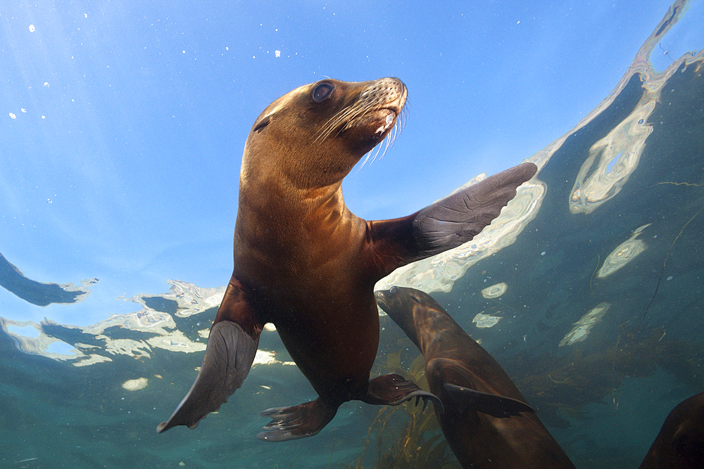 California Sea Lion, Zalophus californianus, San Benito Island, Mexico