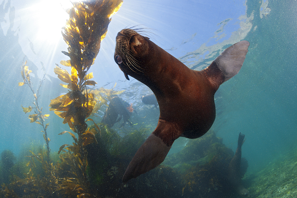 California Sea Lion, Zalophus californianus, San Benito Island, Mexico