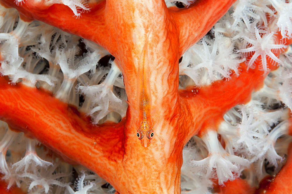 Ghost Goby in Soft Coral, Pleurosicya sp., Triton Bay, West Papua, Indonesia