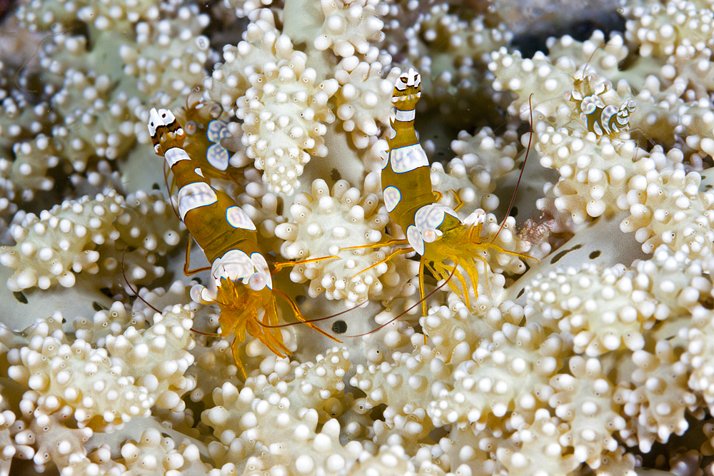 Pair of Squat Shrimps, Thor amboinensis, Triton Bay, West Papua, Indonesia