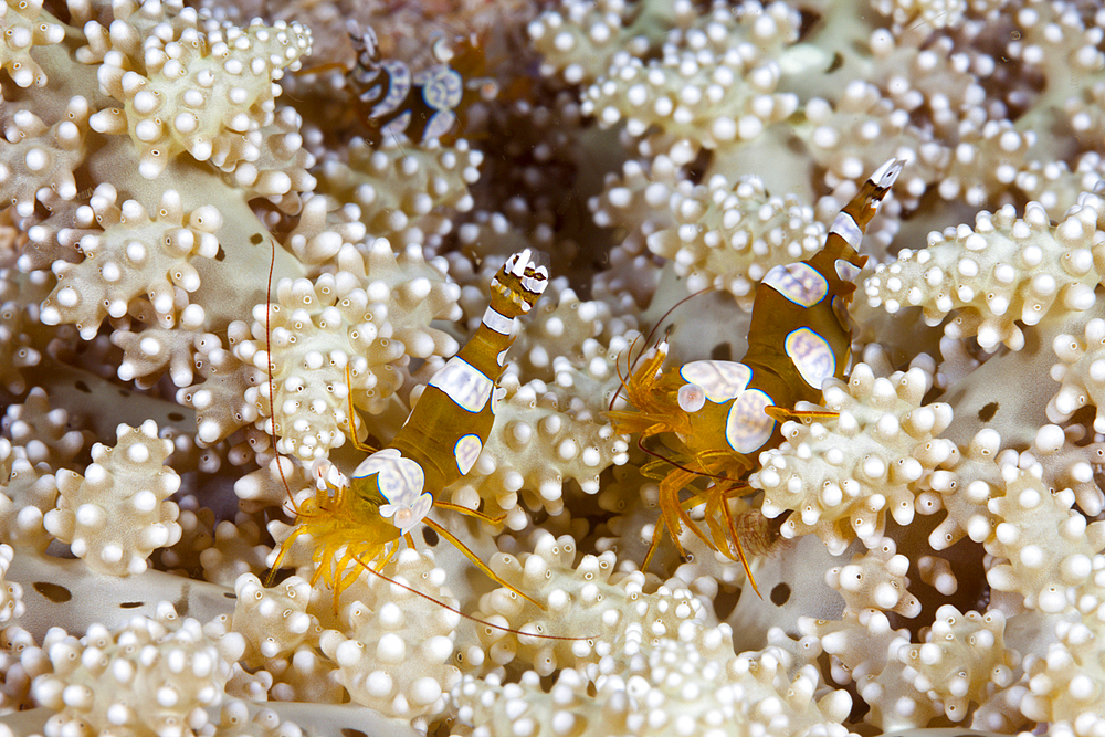 Pair of Squat Shrimps, Thor amboinensis, Triton Bay, West Papua, Indonesia