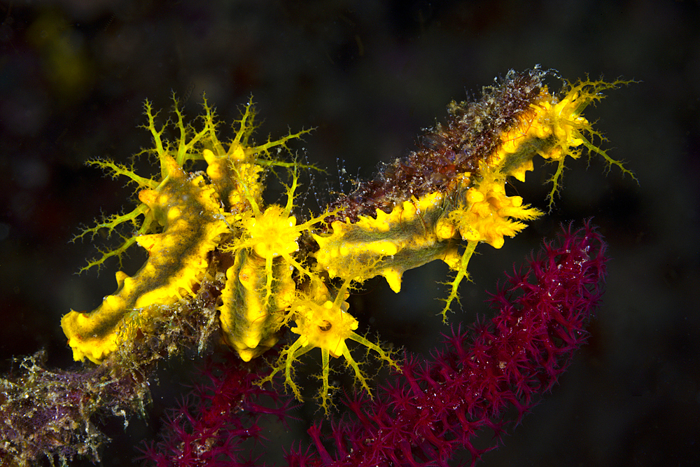 Yellow Sea Cucumbers, Colochirus robustus, Triton Bay, West Papua, Indonesia