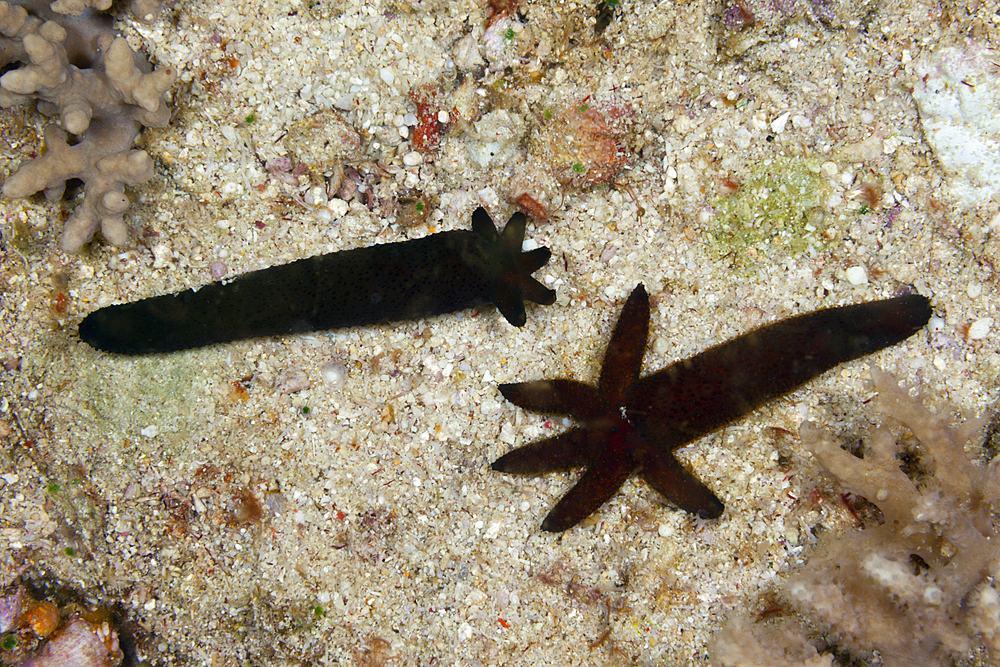 Starfish regenerate lost arms, Asteroidea, Triton Bay, West Papua, Indonesia