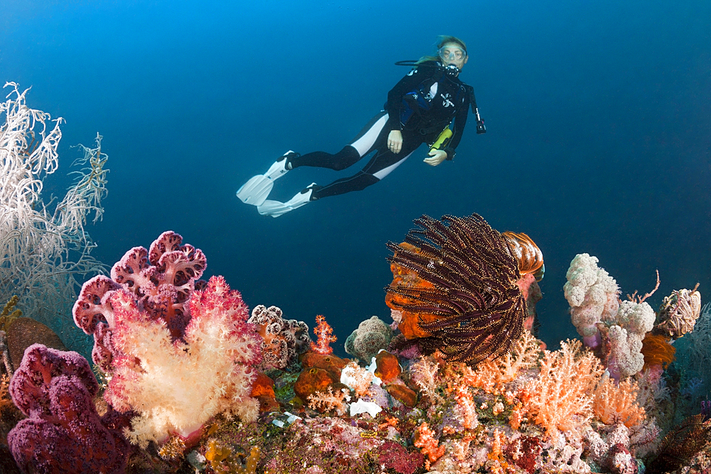 Scuba Diver and colored Coral Reef, Triton Bay, West Papua, Indonesia