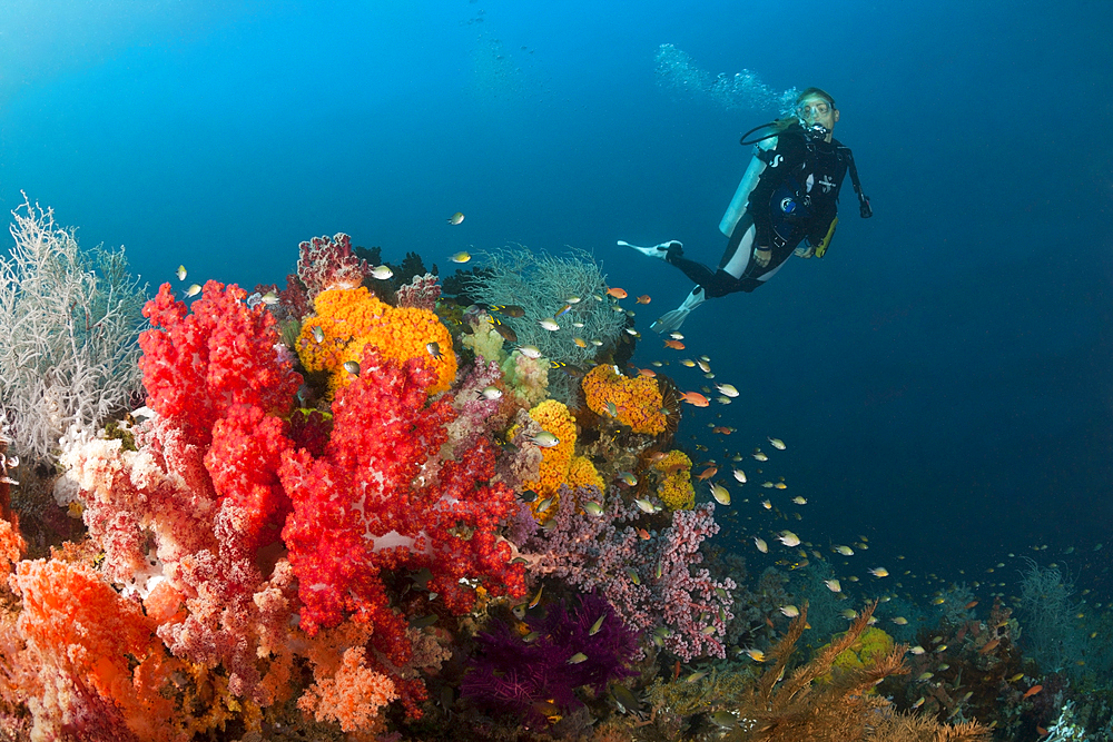 Scuba Diver and colored Coral Reef, Triton Bay, West Papua, Indonesia