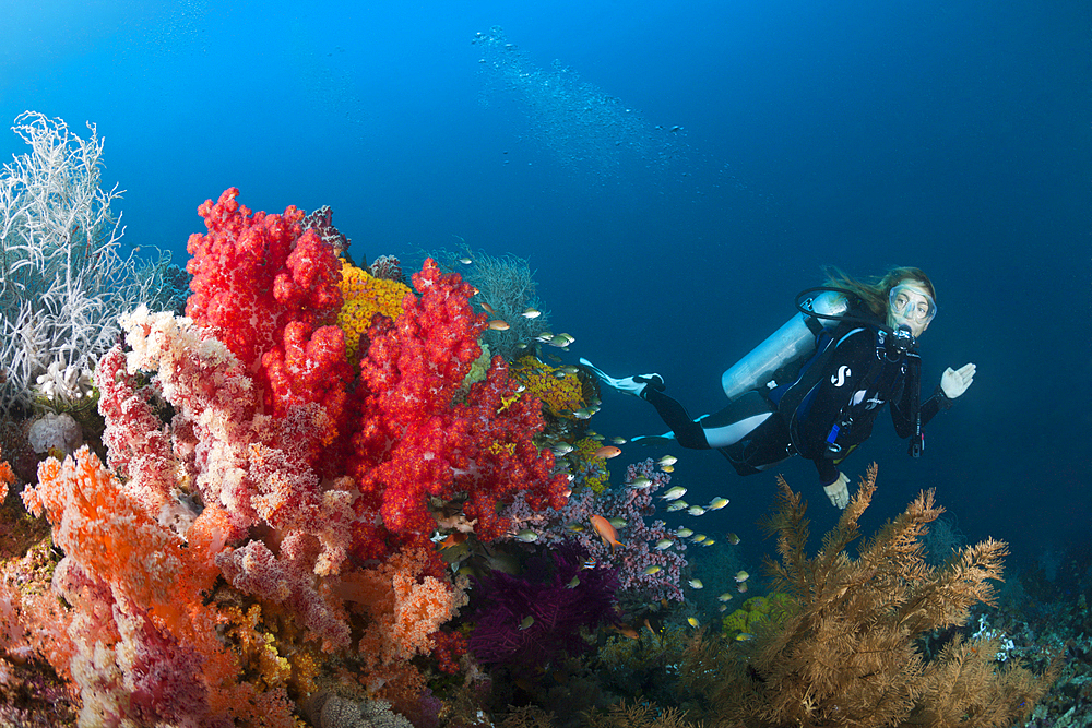 Scuba Diver and colored Coral Reef, Triton Bay, West Papua, Indonesia