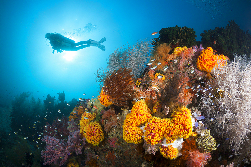 Scuba Diver and colored Coral Reef, Triton Bay, West Papua, Indonesia