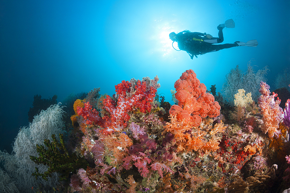 Scuba Diver and colored Coral Reef, Triton Bay, West Papua, Indonesia